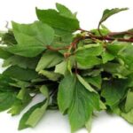 Gongura