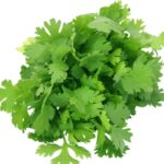 Coriander