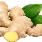 Ginger