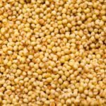 Foxtail millet