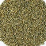 Pearl millet