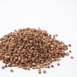 Sorghum